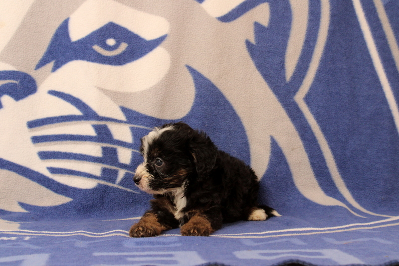 puppy, for, sale, Mini Bernedoodle F1, Matthew B. Stoltzfus, dog, breeder, Gap, PA, dog-breeder, puppy-for-sale, forsale, nearby, find, puppyfind, locator, puppylocator, aca